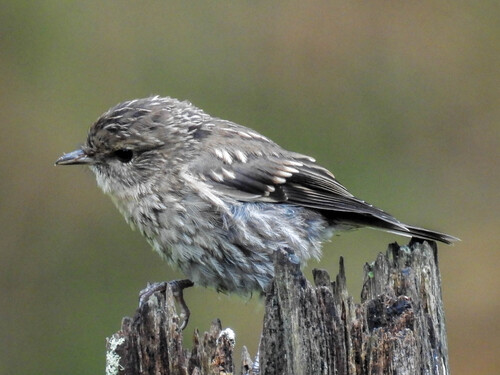 Dusky Robin (Melanodryas vittata), photo 6