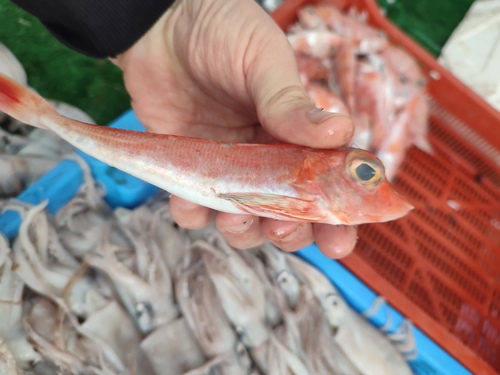 Engelse poon (Chelidonichthys cuculus) — Triglidae — 3