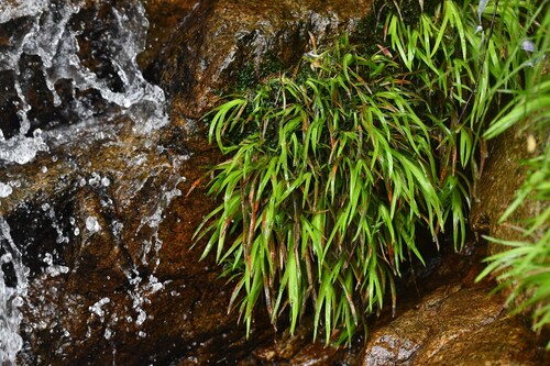 Corsican Bog-asphodel (Narthecium reverchonii)