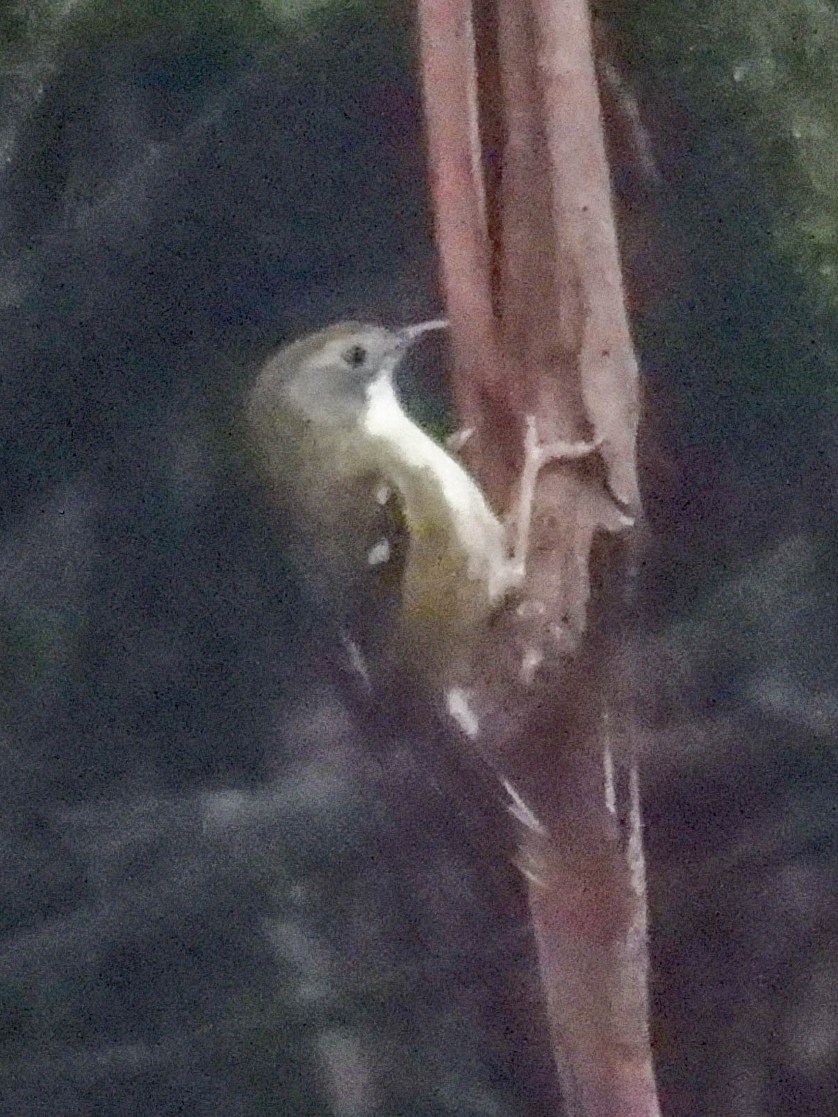 Scrubtit (Acanthornis magna), photo 3