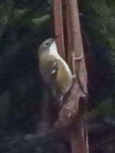 Scrubtit (Acanthornis magna), photo 2