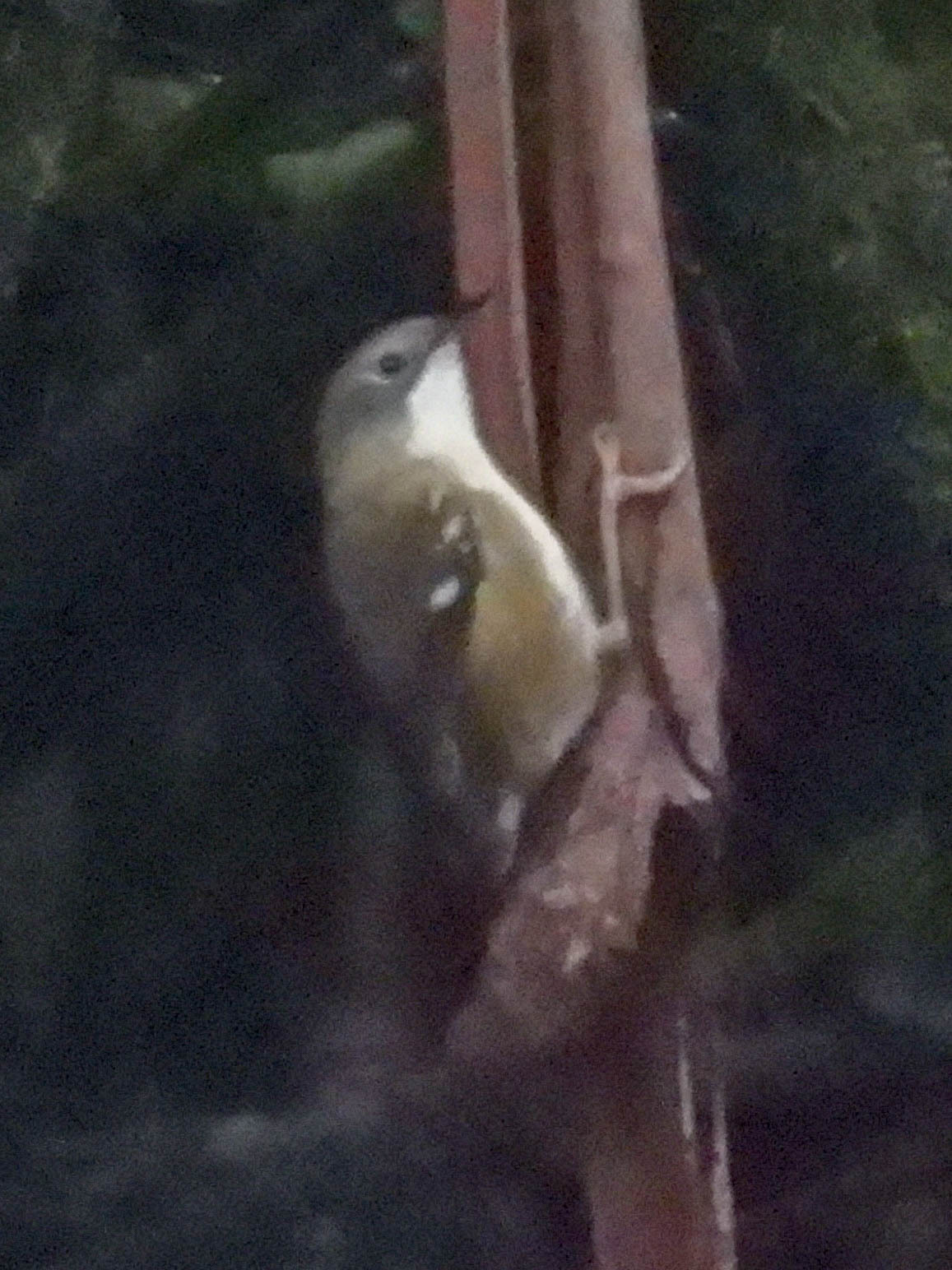 Scrubtit (Acanthornis magna), photo 4