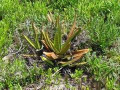 Gasteria acinacifolia
