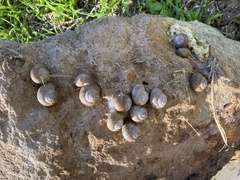 Xerarionta intercisa