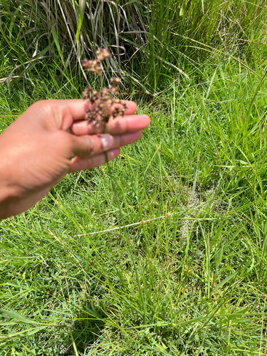 Lax Rush (Juncus oxycarpus)