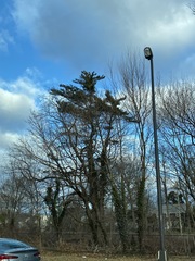 Pinus strobus
