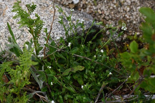 Soleirol's vergeet-mij-nietje (Myosotis soleirolii)