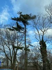 Pinus strobus