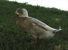 Anas platyrhynchos domesticus