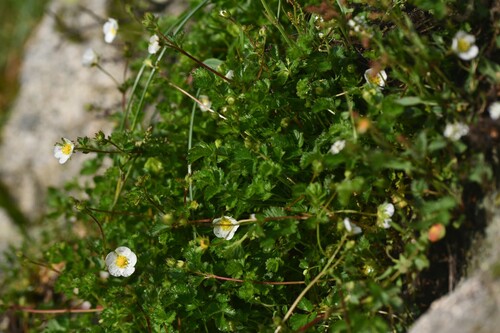 Drymocallis corsica, photograph 5
