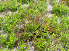 Gasteria acinacifolia