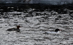 Mergus merganser