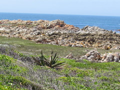 Gasteria acinacifolia