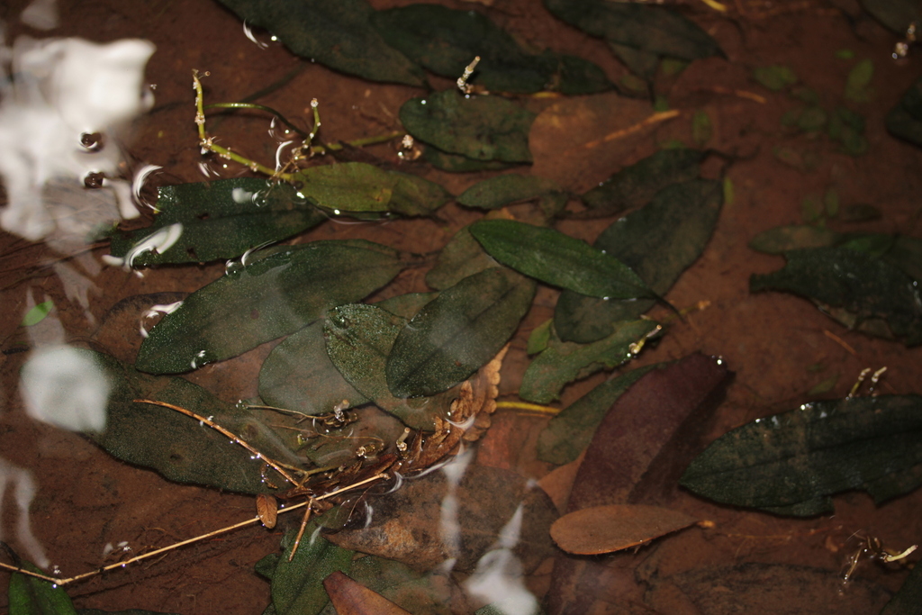 Aponogeton masoalaensis