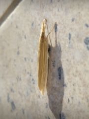 Orocrambus angustipennis