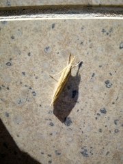 Orocrambus angustipennis