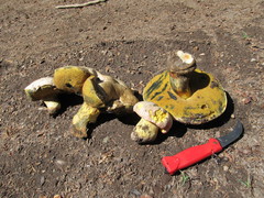 Butyriboletus abieticola