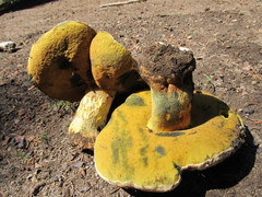 Butyriboletus abieticola