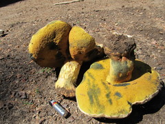 Butyriboletus abieticola
