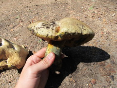 Butyriboletus abieticola