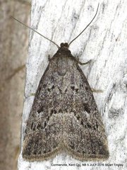 Hypenodes fractilinea