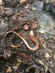 Plethodon dorsalis
