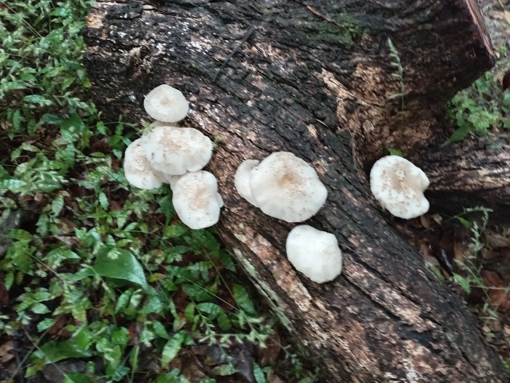 Oudemansiella canarii · December 2025 · photo: © dayson (iNaturalist, cc0)