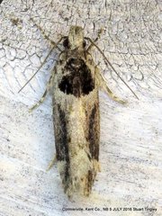Pseudochelaria walsinghami