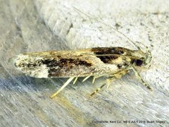 Pseudochelaria walsinghami