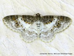 Hydrelia lucata