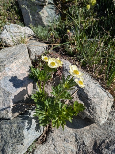 narcissus anemone (Anemonastrum zephyrum)