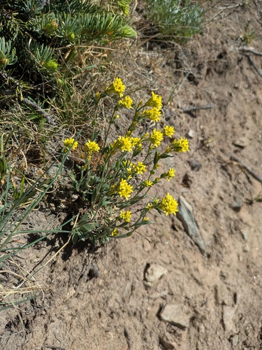 Golden Draba (Draba aurea)