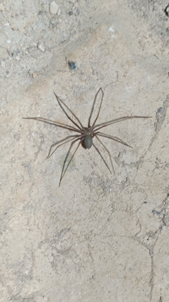 Loxosceles ericsoni