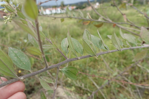 Baccharis trinervis, photograph 4