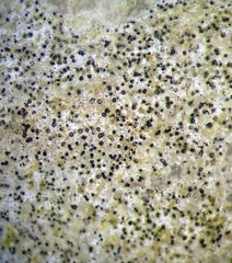 Arthopyrenia peltigerella