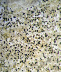 Arthopyrenia peltigerella