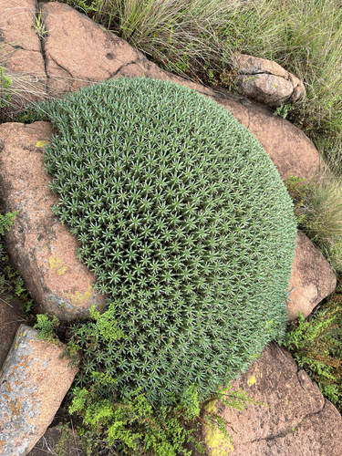Euphorbia pulvinata, photograph 5