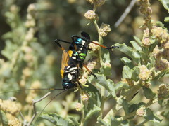 Scaphura elegans