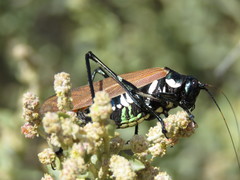 Scaphura elegans