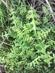 Pholistoma auritum auritum