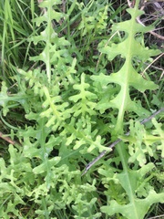 Pholistoma auritum auritum