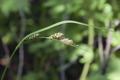 Carex gmelinii