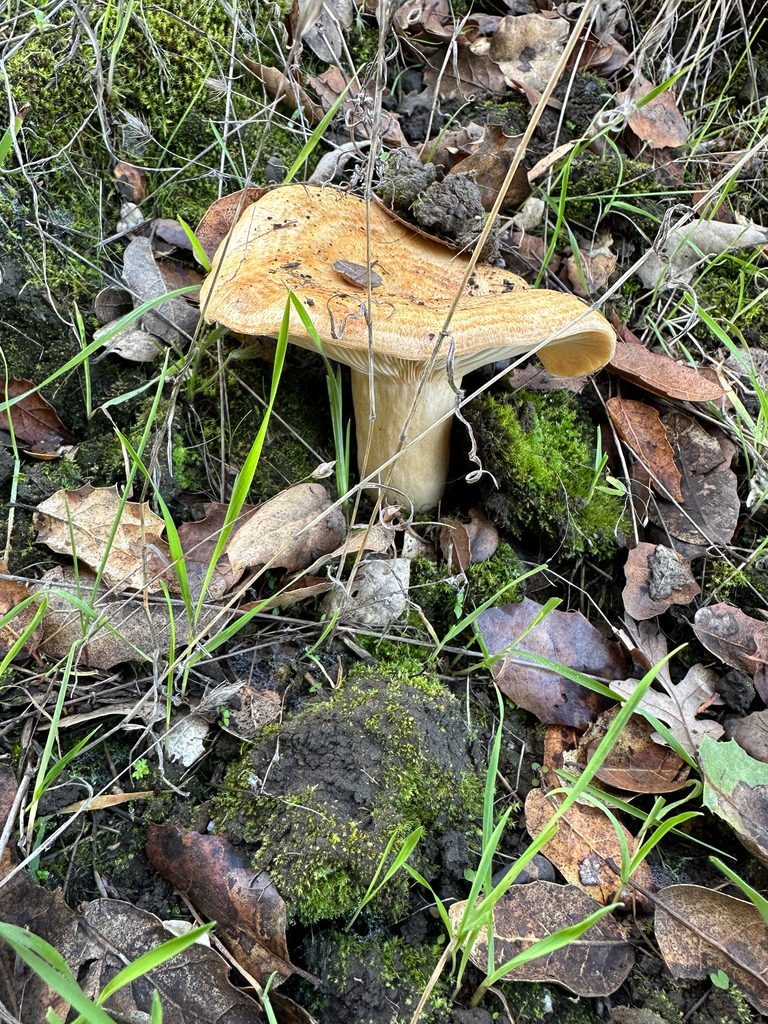 Lactarius alnicola · December 2025 · photo: © gretchenparadis (iNaturalist, cc-by-nc)