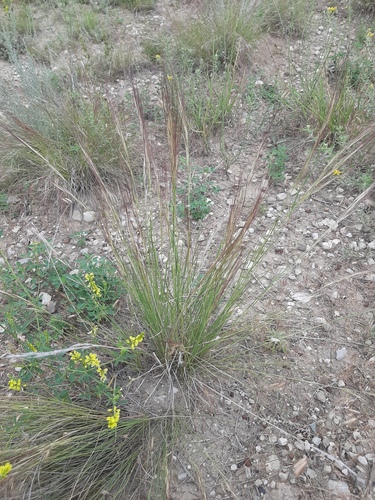 Aristida longiseta, 2025-07-04