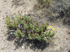 Grindelia chiloensis