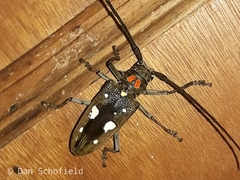 Batocera celebiana