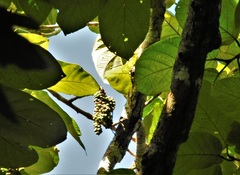 Coccoloba tuerckheimii