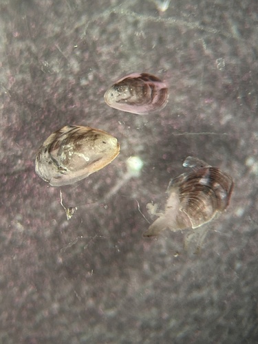Mytilopsis leucophaeata, 2025-11-24