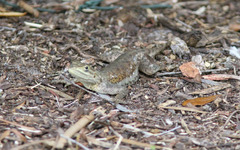 Agama picticauda image