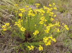 Senecio clivicola